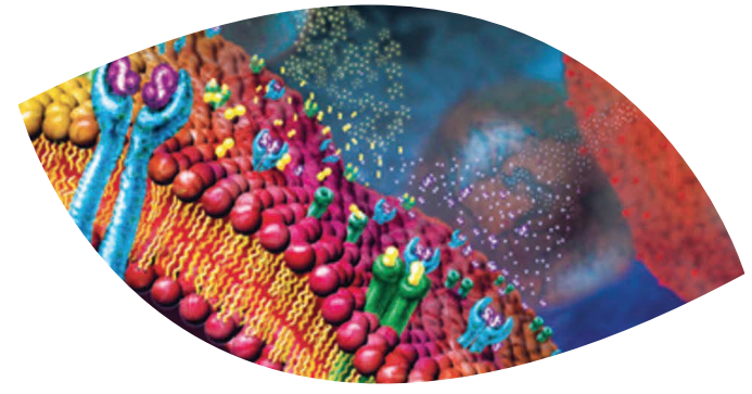 Transformation on a Cellular Level!